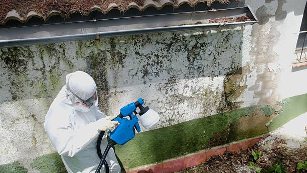 Top rated local Basement Mold Removal specialists in Goldsboro, NC